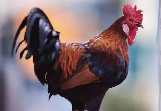 公鸡原神爆料视频下载